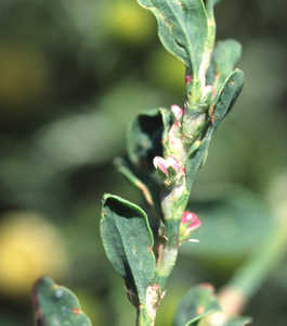 Small-Leaved Knotweed