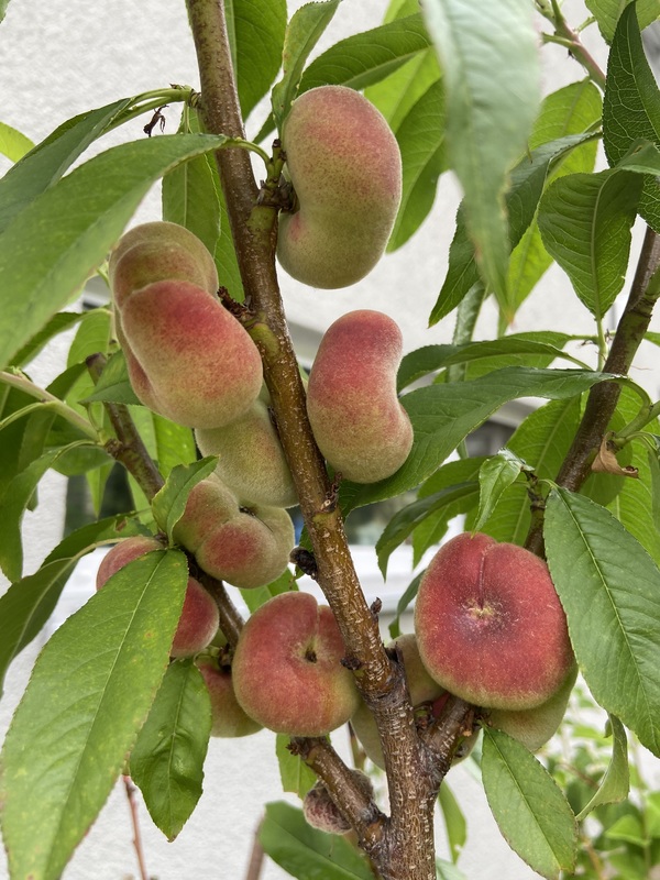 Food forest