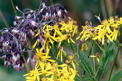 Senecio nemorensis