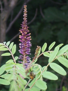 False Indigo