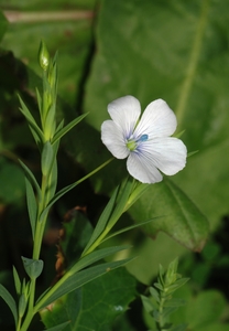 Pale Flax