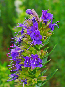 Hyssop