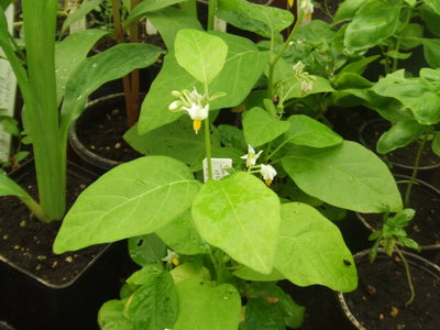 Solanum aethiopicum