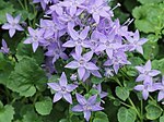 Adriatic Bellflower