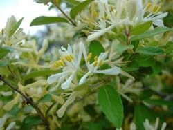 Morrow's honeysuckle