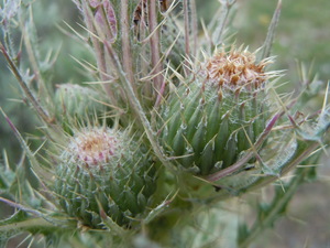 Indian Thistle