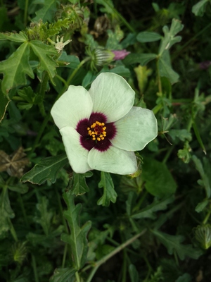 Hibiscus trionum