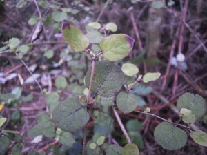 Coprosma rotundifolia