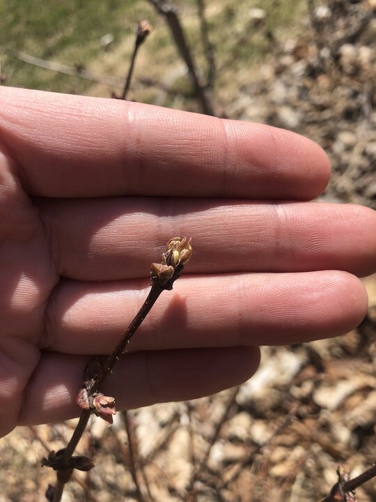 Spring in the yarden
Trees and shrubs are budding! Looks like we will see flowers from the haskaps and leaves from the hazels very soon. Also, the Turkish hazelnut and hickory seedlings survived!