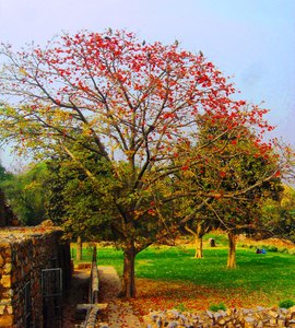 Red Silk Cotton Tree