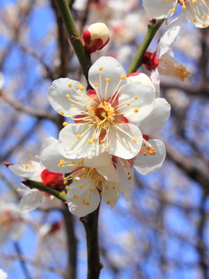 Prunus mume