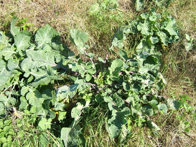 Brassica oleracea