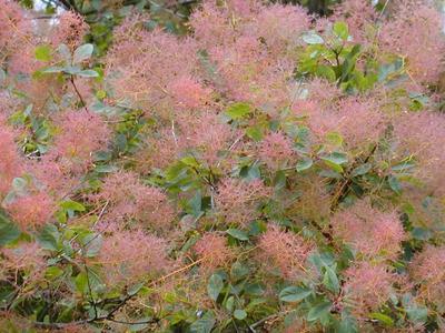 Cotinus coggygria