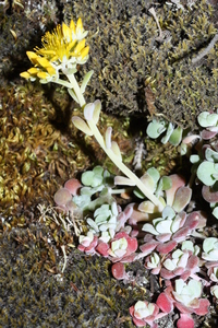 Broadleaf Stonecrop