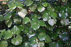 Kawakawa