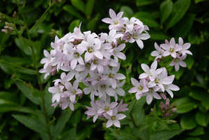 Milky Bellflower