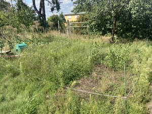 I was too late when cutting the grass for mulching. Seeds were viable already and took over everything. Also right after planting the onions, there have been some weeks of drought which did not help.