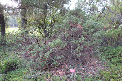 Ceanothus purpureus