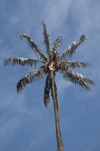 Wax Palm