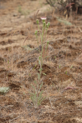 Chaenactis douglasii