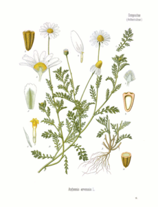 Corn Chamomile