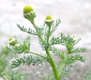 Pineapple Weed