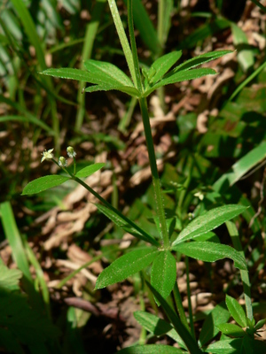 Galium triflorum