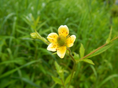 Geum aleppicum