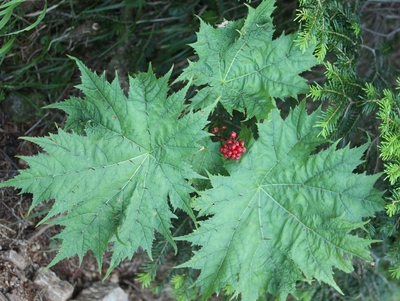 Oplopanax japonicus