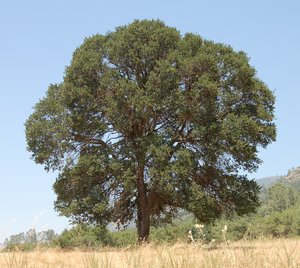 Blue Oak