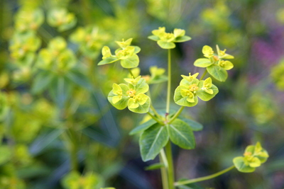 Euphorbia pekinensis