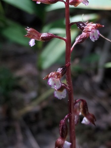 Autumn Coralroot