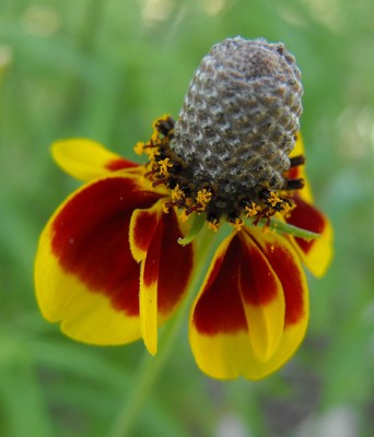 Ratibida columnifera