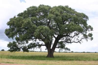 Sclerocarya birrea