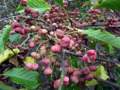 Euonymus hamiltonianus