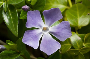 Greater Periwinkle