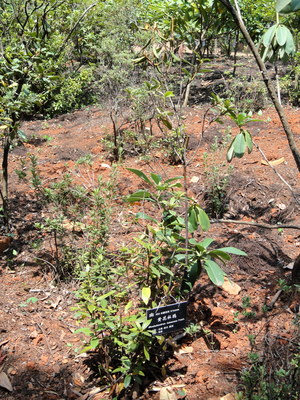 Rhododendron lutescens