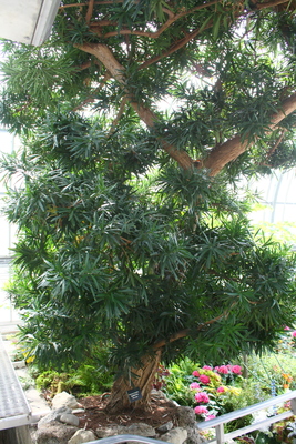 Podocarpus macrophyllus