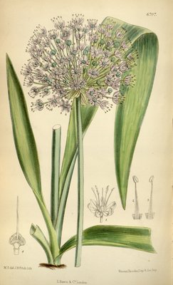 Allium macleanii