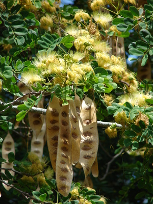 Albizia lebbeck