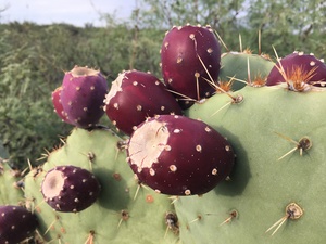 Prickly Pear, Engelmann's - Nopal - Tuna - mixed varieties