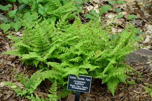 Berry Bladder Fern