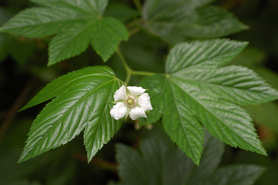 Rubus trifidus