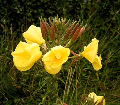 Oenothera glazioviana