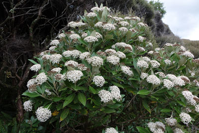 Olearia avicenniifolia