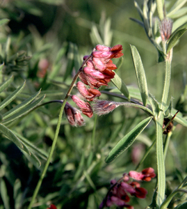 Purple Vetch