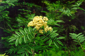 Western Mountain Ash