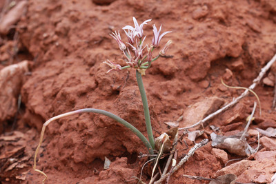 Allium macropetalum