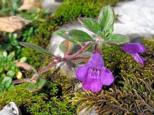 Alpine Calamint