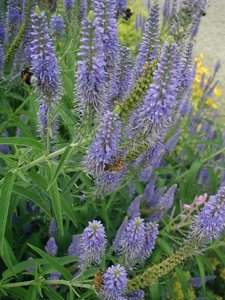 Garden Speedwell